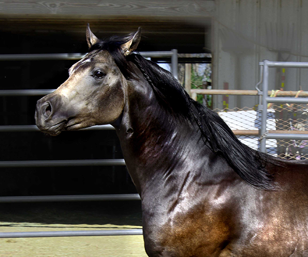 Black Hawke 2011 Blue Roan Stallion ~ Homozygous Roan ~ Standing at Stud